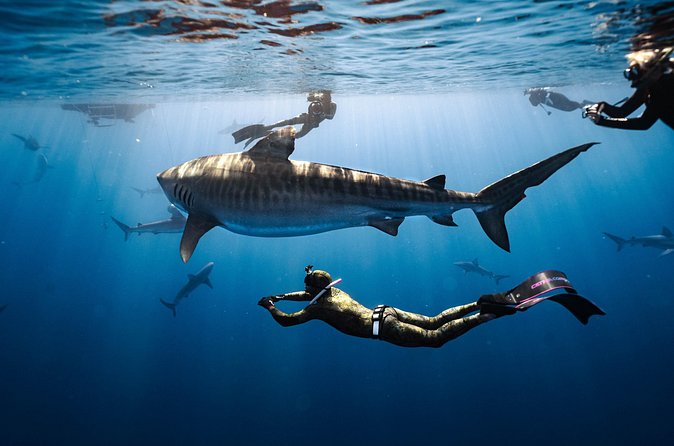 Shark Dive Private Charter No Cage - Why a Private Group Changes the Experience