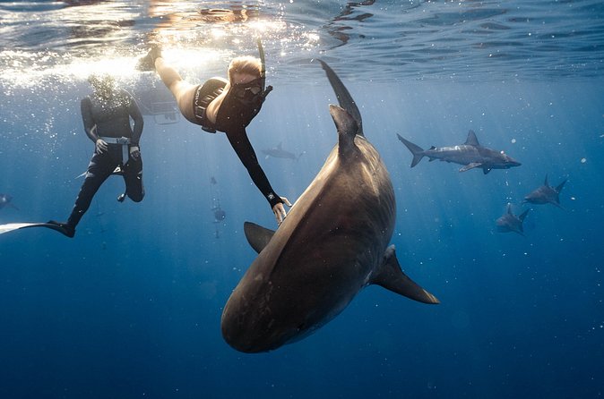 Shark Dive Private Charter No Cage - Morning Timing and Conditions