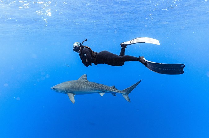 Shark Dive Private Charter No Cage - Photos, Video, and the Cost of Memories