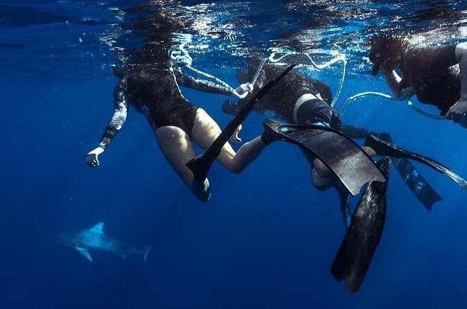 Shark Dive Private Charter No Cage - Who Will Enjoy This Most