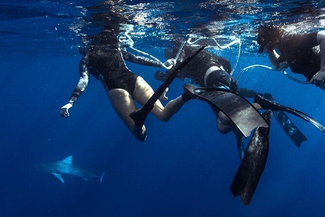 Shark Dive Private Charter No Cage - What the Two-Hour Trip Includes