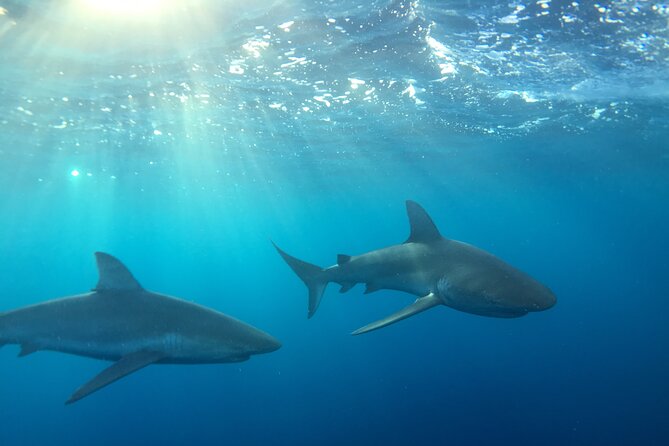 Shark-Dive Tour on Oahu's North Shore - Key points to know before you book
