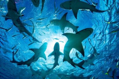 Shark-Dive Tour on Oahu’s North Shore