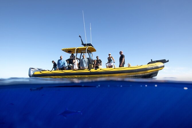 Shark-Dive Tour on Oahu's North Shore - Seasickness, swimming ability, and what to bring