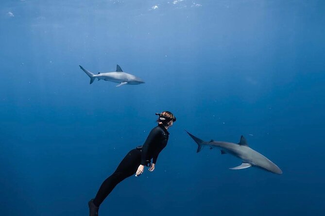 Shark Diving and Snorkeling in Oahu Hawaii - Key points to know before you book