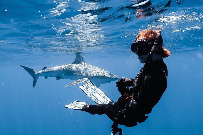 Shark Diving and Snorkeling in Oahu Hawaii - Meeting the sharks off Oahu’s North Shore