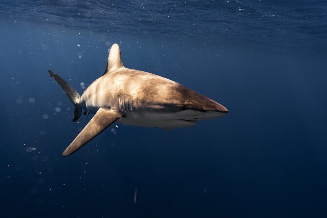 Shark Diving and Snorkeling in Oahu Hawaii - About an hour of free swimming