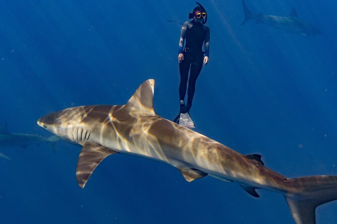 Shark Diving and Snorkeling in Oahu Hawaii - How the six-person limit affects the experience