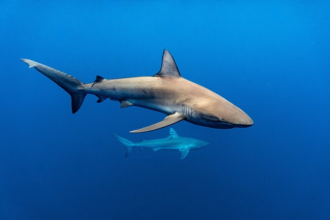 Shark Diving and Snorkeling in Oahu Hawaii - Timing, weather, and practical planning