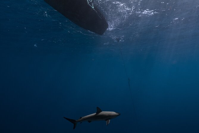 Shark Diving and Snorkeling in Oahu Hawaii - Who will get the most from this experience