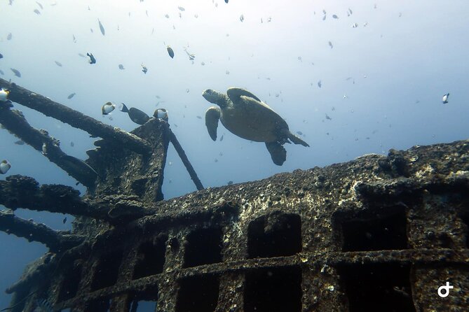 Small-Group Deep Dive in Oahu with Shipwreck and Reef - The crew can tailor the morning to the group