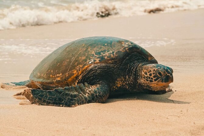 Small Group North Shore Circle Island Tour Oahu - What this Oahu circle tour is really good at