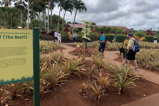 Small Group-Oahu Tour, Dole Plantation, Northshore, Sunset Beach - Sunset Beach and Oahu’s surf calendar
