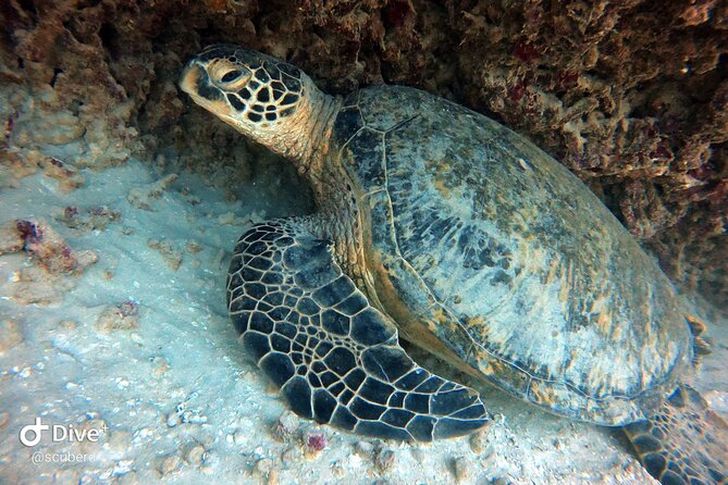 Small Group Shallow Reef Dive in Oahu - A late-morning start with very little wasted time