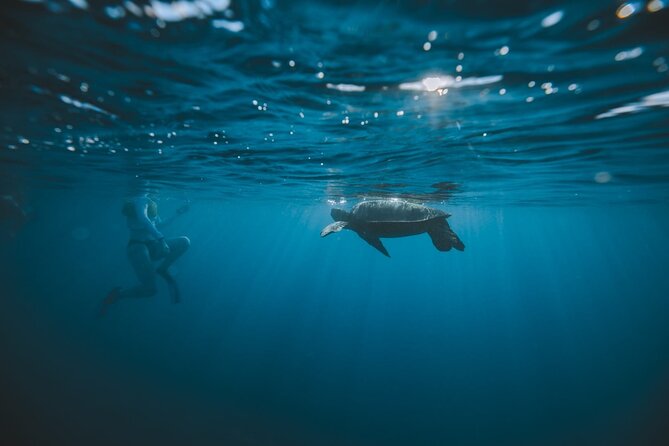 Small Group Turtle Canyon Snorkel in Waikiki (Boat Tour) - A better fit for first-time snorkelers