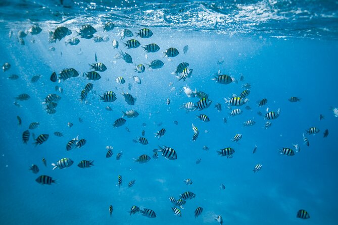 Small Group Turtle Canyon Snorkel in Waikiki (Boat Tour) - Timing, weather, and the practical fine print