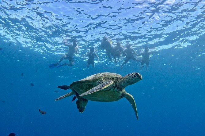 Small group Turtle Snorkel (16 people max): Sightings Guaranteed - A small boat feel from Ala Moana Boulevard