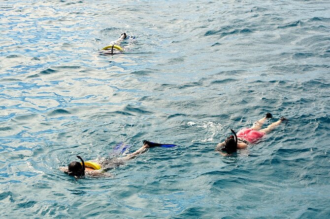 Small group Turtle Snorkel (16 people max): Sightings Guaranteed - Why the guides make a difference