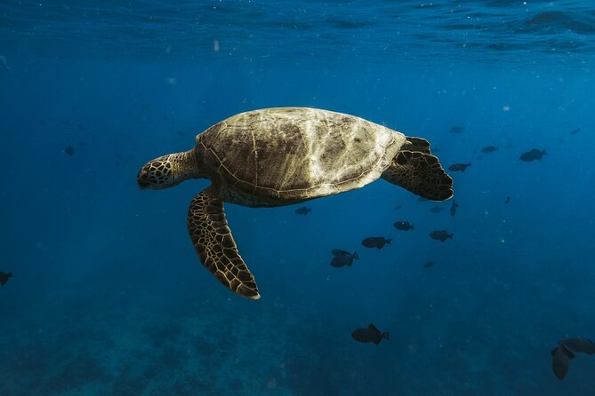 Small group Turtle Snorkel (16 people max): Sightings Guaranteed - Getting set up with the right equipment