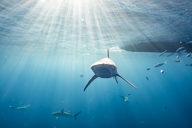 Snorkel with sharks on the North Shore of Oahu - Why This North Shore Shark Trip Feels Different