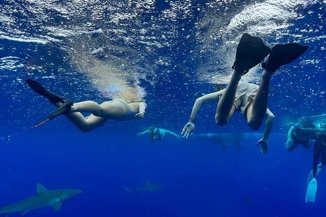 Snorkel with sharks on the North Shore of Oahu - What Happens Once You Reach the Sharks