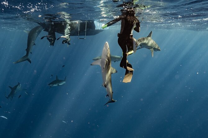 Snorkel with sharks on the North Shore of Oahu - What $193 Gets You