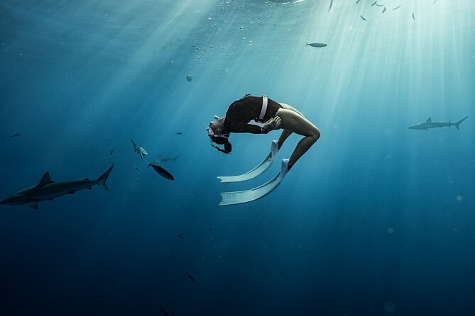 Snorkel with sharks on the North Shore of Oahu - Weather and Wildlife Can Change the Plan