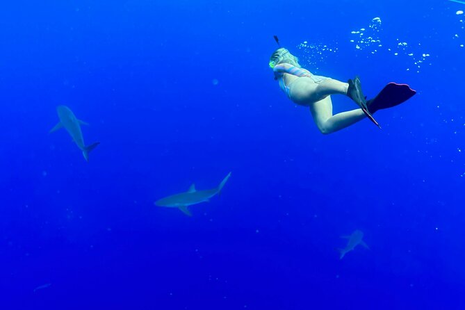 Snorkel with sharks on the North Shore of Oahu - Who Will Get the Most From This Experience