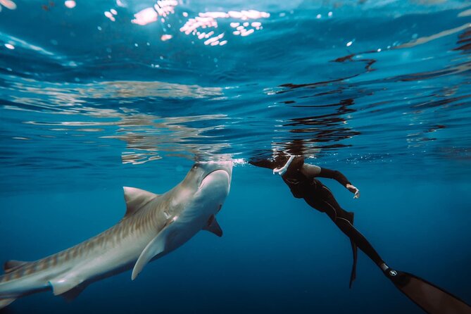 Snorkel with sharks on the North Shore of Oahu - Haleiwa Harbor to the Offshore Site
