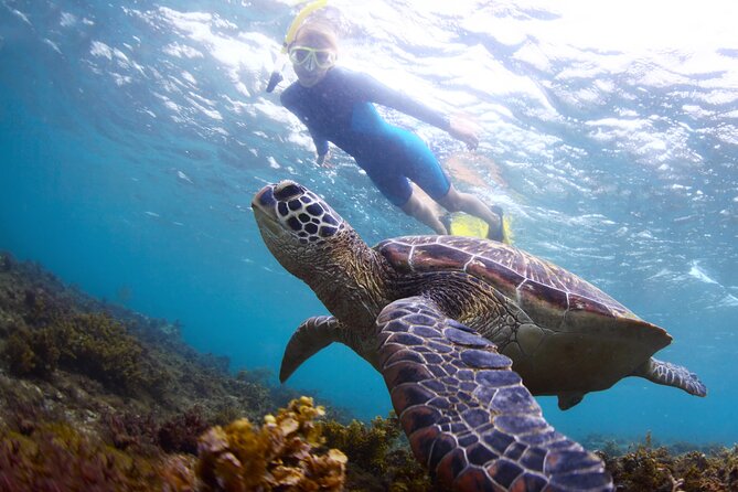 Snorkel with Turtles - Key points at a glance