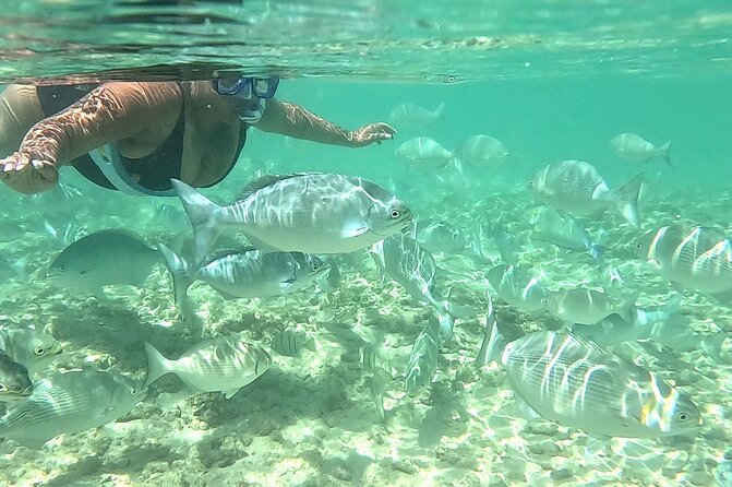 Snorkeling in Waikiki Many Fish All Levels Free Video & Pics! - Why this Waikiki snorkel is different from a boat trip