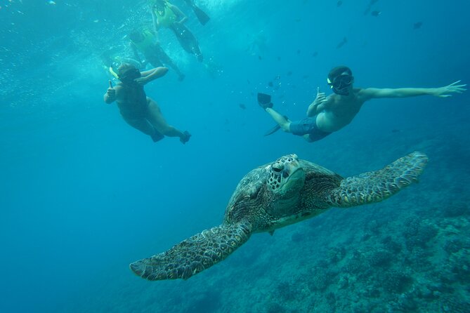 Snorkeling with Sea Turtles in Waikiki Hawaii Boat Tour - Respecting the honu means keeping your distance