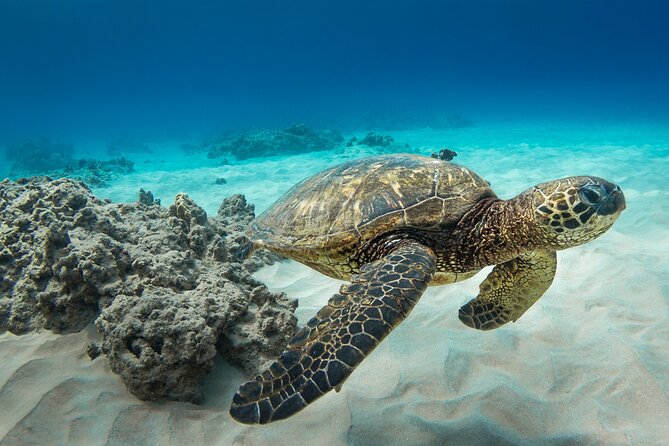 Snorkeling with Sea Turtles in Waikiki Hawaii Boat Tour - The $125 price: what you are paying for