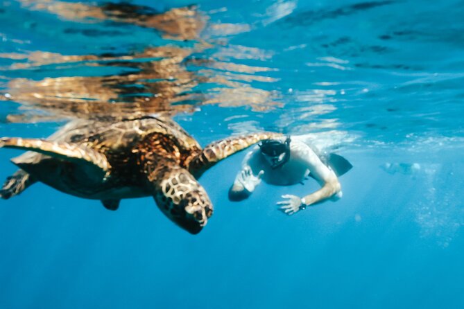 Snorkeling with Sea Turtles in Waikiki Hawaii Boat Tour - Crew service is a major part of the value