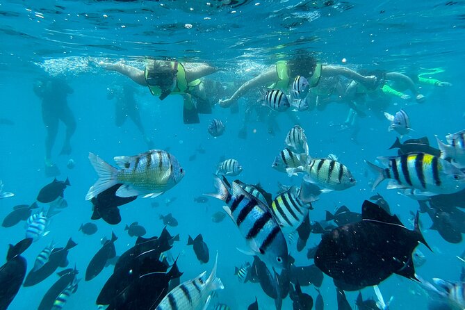 Snorkeling with Sea Turtles in Waikiki Hawaii Boat Tour - Photos, wildlife, and what to bring