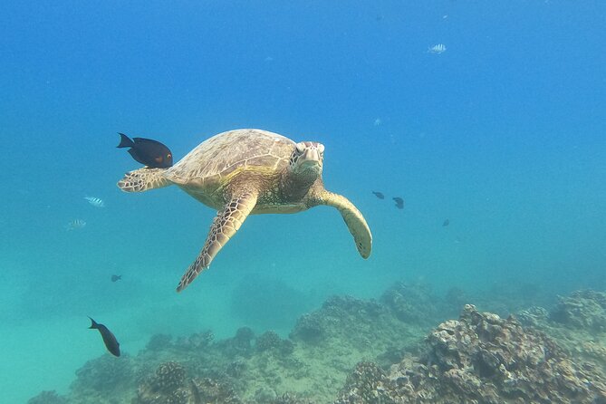 Snorkeling with Turtle/Water Scooter/Paddleboard Adventures Oahu - Key points to know before you book