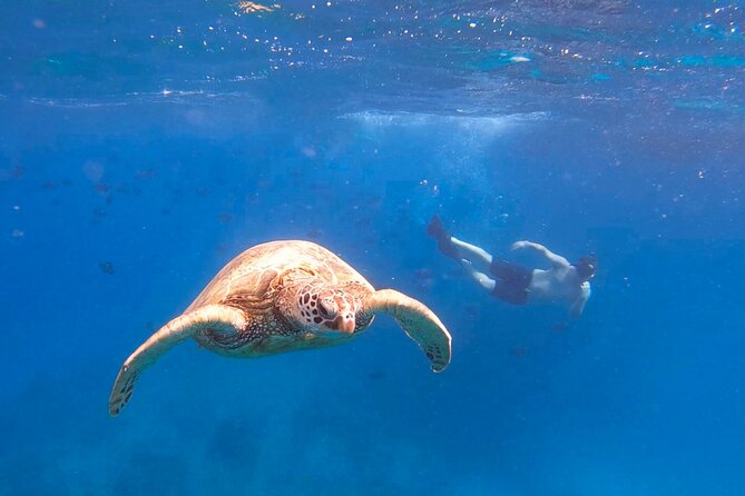 Snorkeling with Turtle/Water Scooter/Paddleboard Adventures Oahu - Diamond Head Crater gives the outing its best backdrop