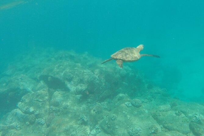 Stand Up Paddle Nature and Turtle tour-Guaranteed to see turtles - Paddling the Anahulu Stream on Oahu’s North Shore