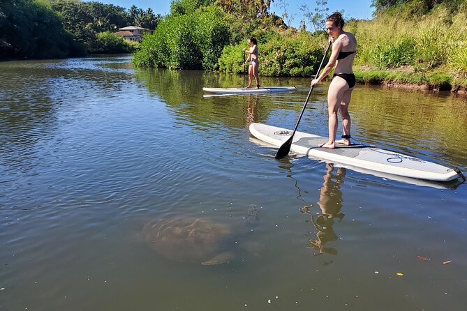 Stand Up Paddle Nature and Turtle tour-Guaranteed to see turtles - Looking for turtles along the banks