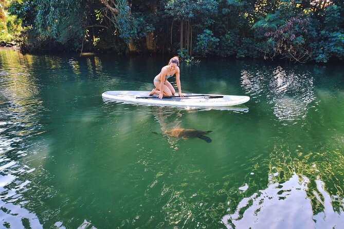 Stand Up Paddle Nature and Turtle tour-Guaranteed to see turtles - Your first minutes on the board