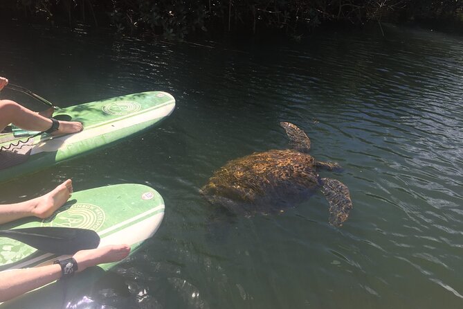 Sunset Stand Up Paddle with Photos and Turtles - Photos without carrying your phone
