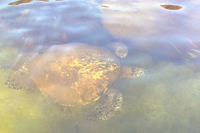 Sunset Stand Up Paddle with Photos and Turtles - Who will enjoy this most
