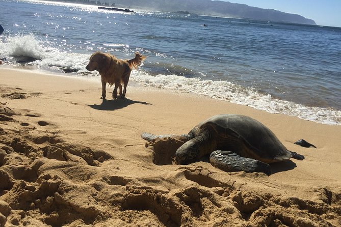 Surf Lessons on the North Shore of Oahu - Why Hauula works better than a crowded beginner beach
