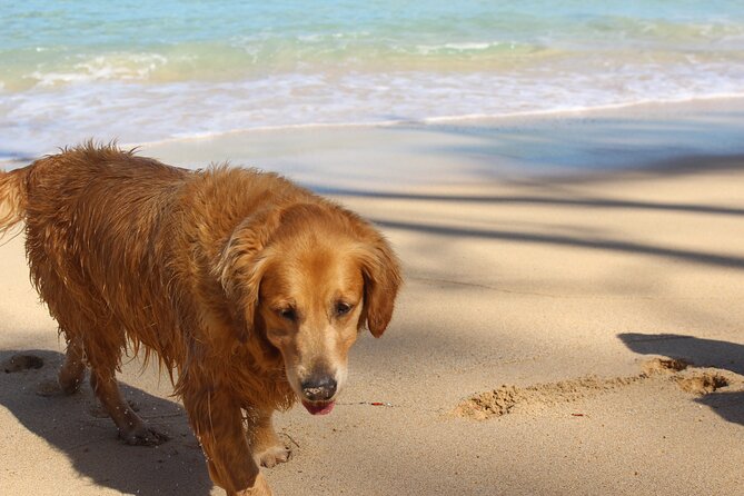 Surf Lessons on the North Shore of Oahu - The first 15 minutes: learning on the sand