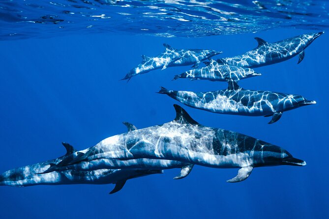 Swim with Dolphins Catamaran with Waterslide & Lunch on Oahu - A fast start from Waiʻanae Harbor
