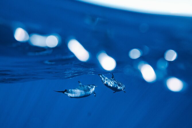 Swim with Dolphins Catamaran with Waterslide & Lunch on Oahu - Meeting wild dolphins on their schedule