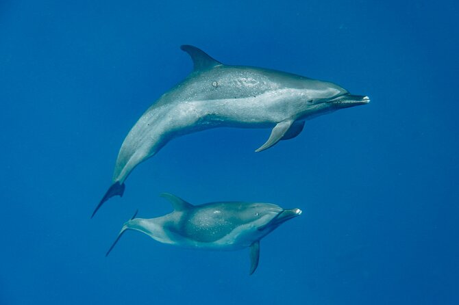 Swim With Dolphins & Turtles in West Oahu (Semi-Private Tours) - Leaving Waianae for the West Coast