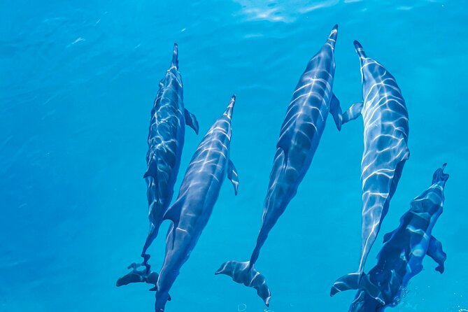 Swim With Dolphins & Turtles in West Oahu (Semi-Private Tours) - More Than Dolphins and Turtles