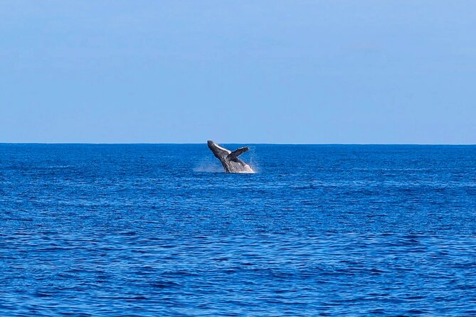 Swim With Dolphins & Turtles in West Oahu (Semi-Private Tours) - Is $200 a Fair Price?