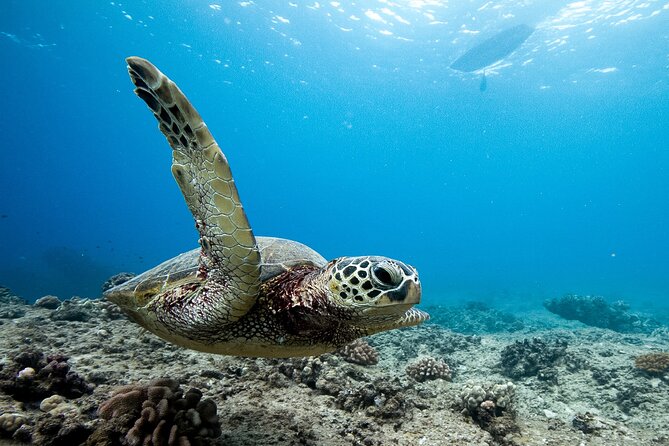 Swim With Dolphins & Turtles in West Oahu (Semi-Private Tours) - Searching for Wild Dolphins